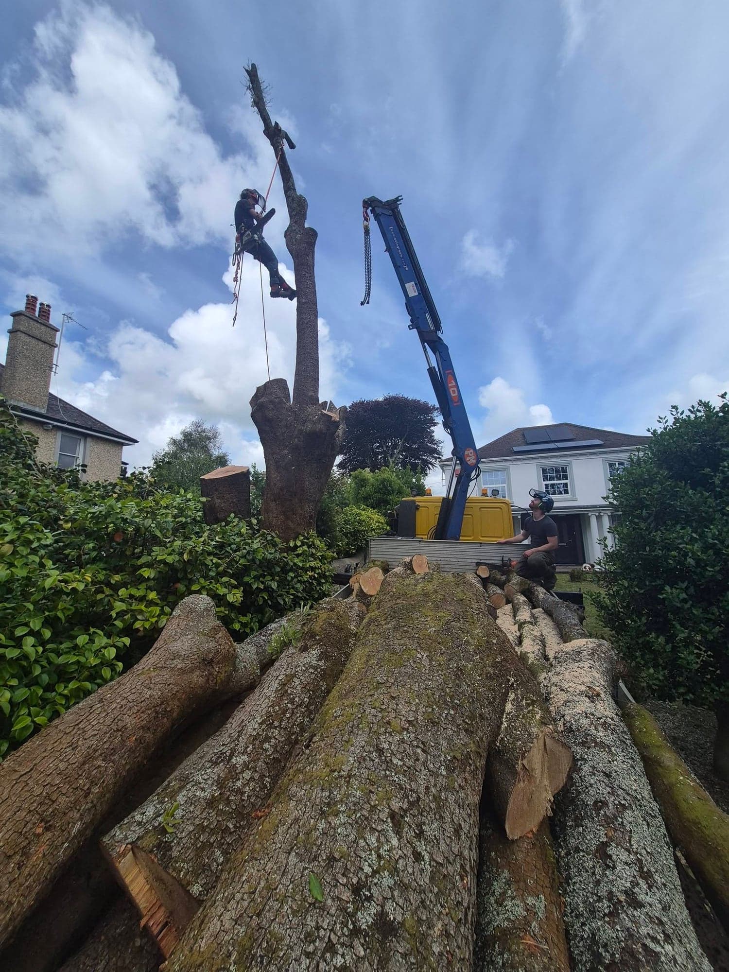 A climber high on a dead tree stem being dismantled in sections with a crane, with logs stacked below and a house beyond