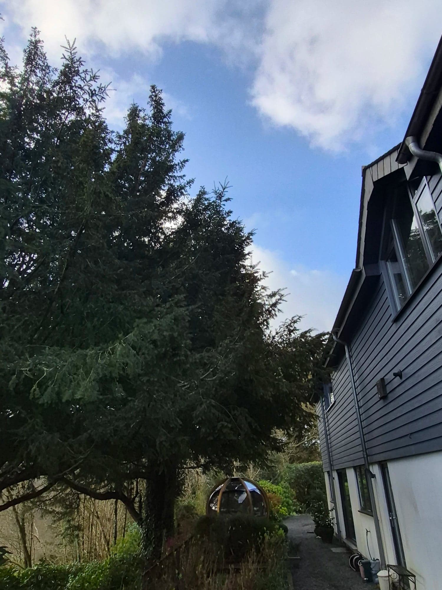 A tall conifer growing close to the side of a grey clad house before removal