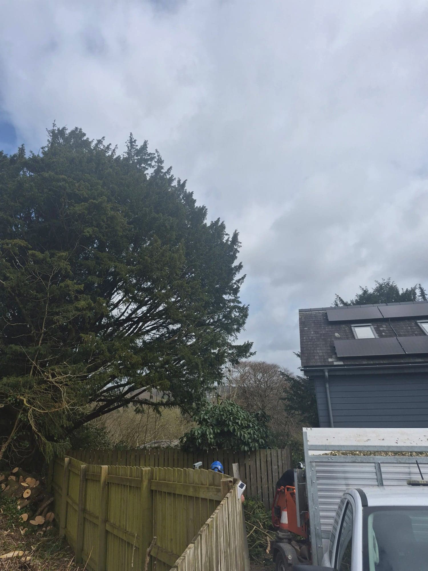 A leaning conifer above a garden fence with the work van parked in the drive on removal day