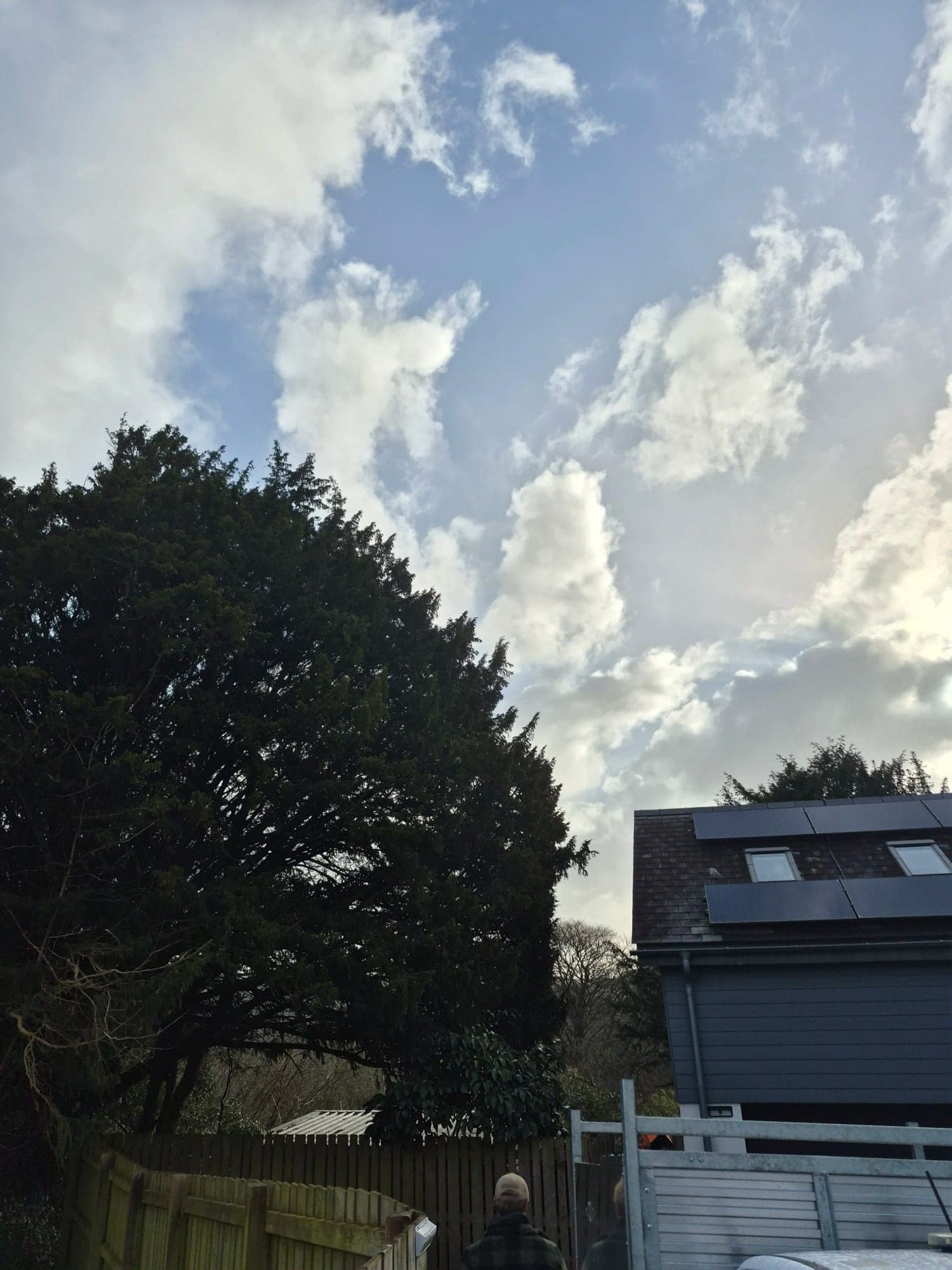 A conifer canopy overhanging the roof of a house against a cloudy sky