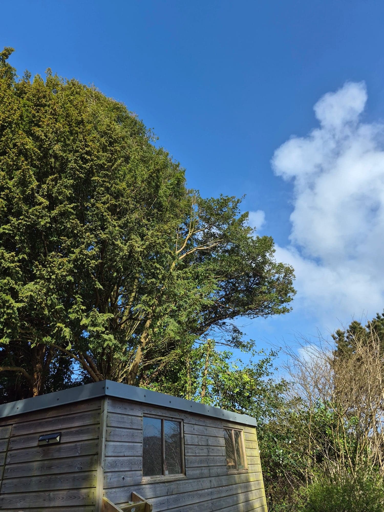 A conifer beside a timber shed and house part way through removal on a bright day