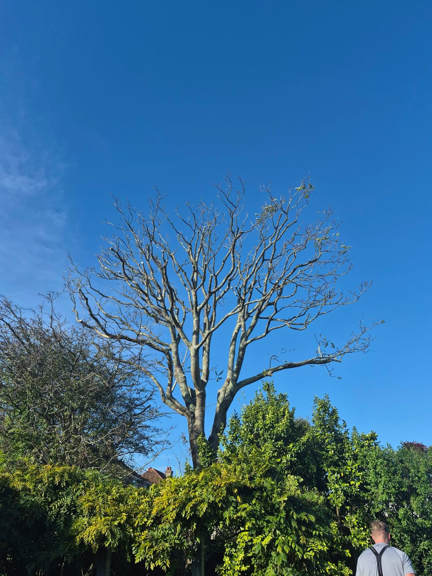 A dead standing tree with bare grey branches against a clear blue sky above a garden