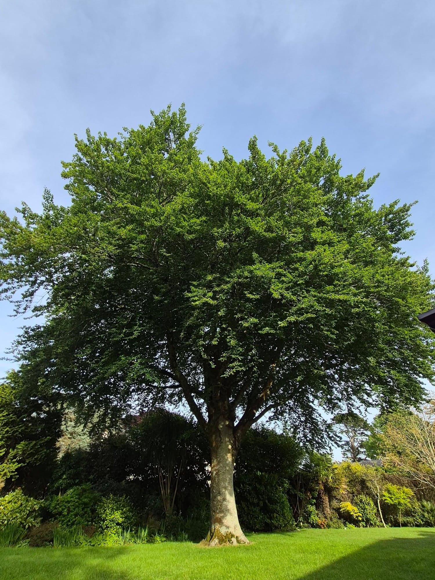 The same beech in Kenwyn after a selective two metre reduction and crown lift, with a tidier outline and more light on the grass