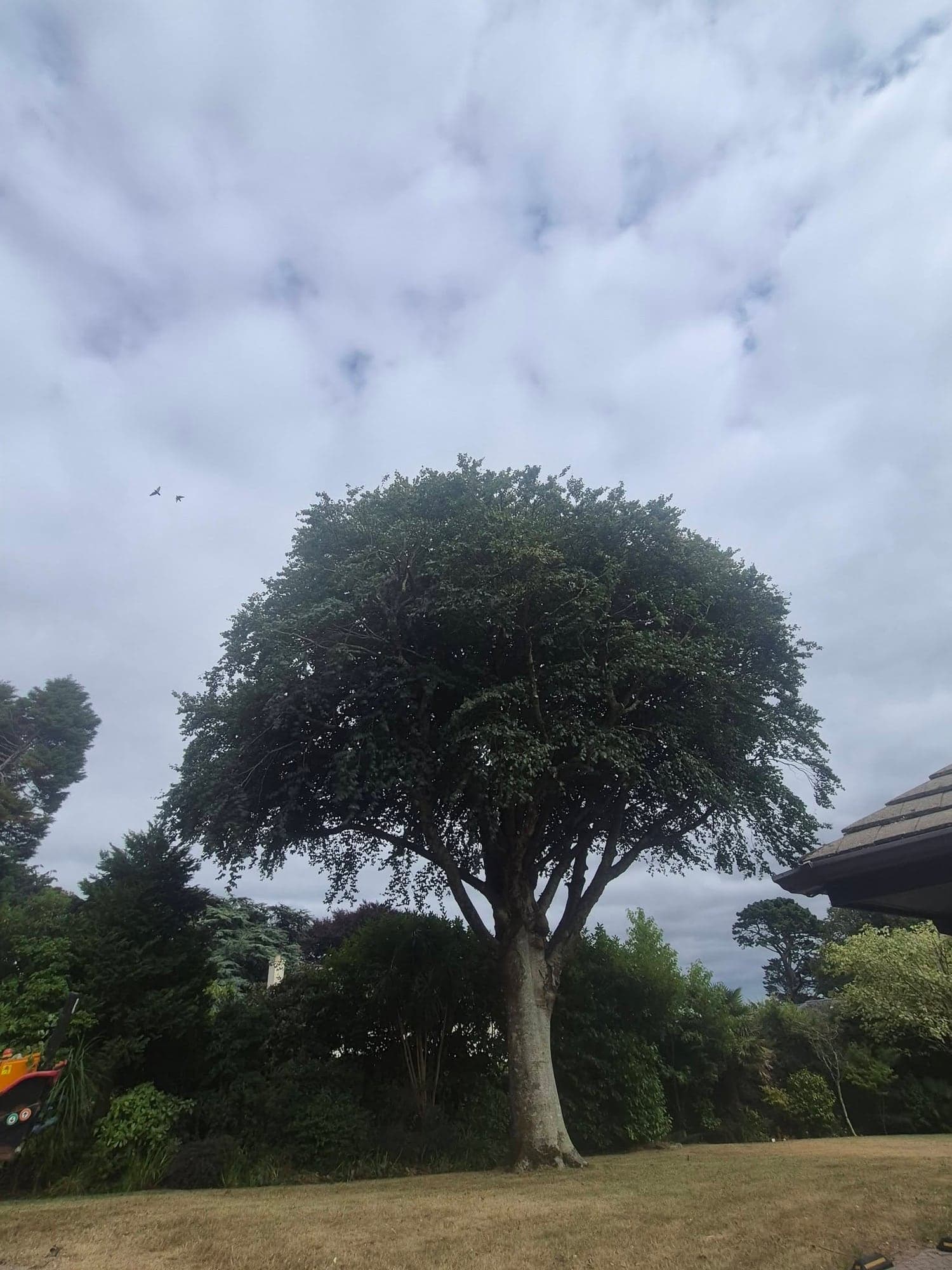 A broad European beech in full leaf on a lawn in Kenwyn, Truro, before its two metre reduction