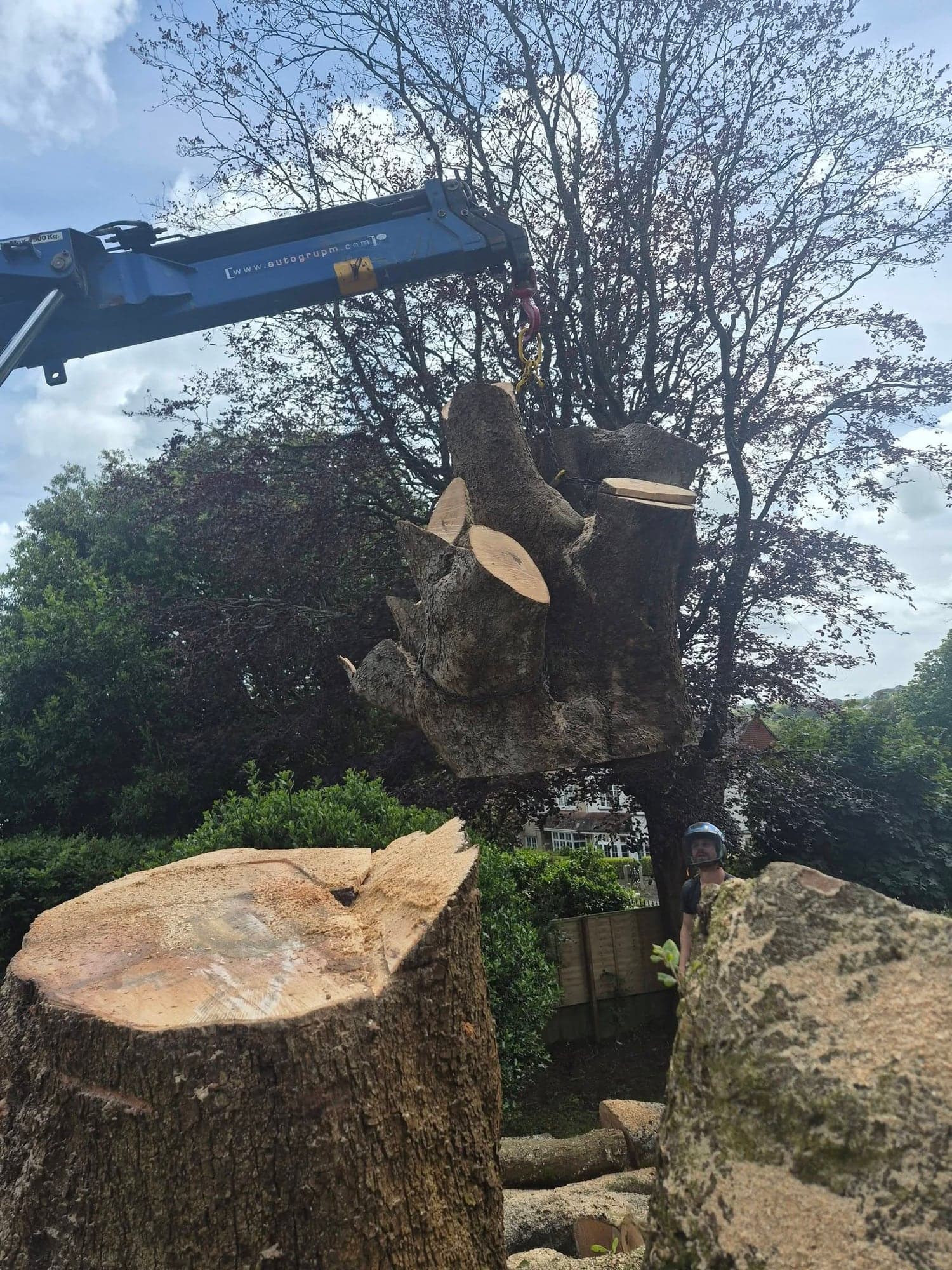 A large tree stump hanging from a crane hook above a garden, with the cut face of the trunk in the foreground