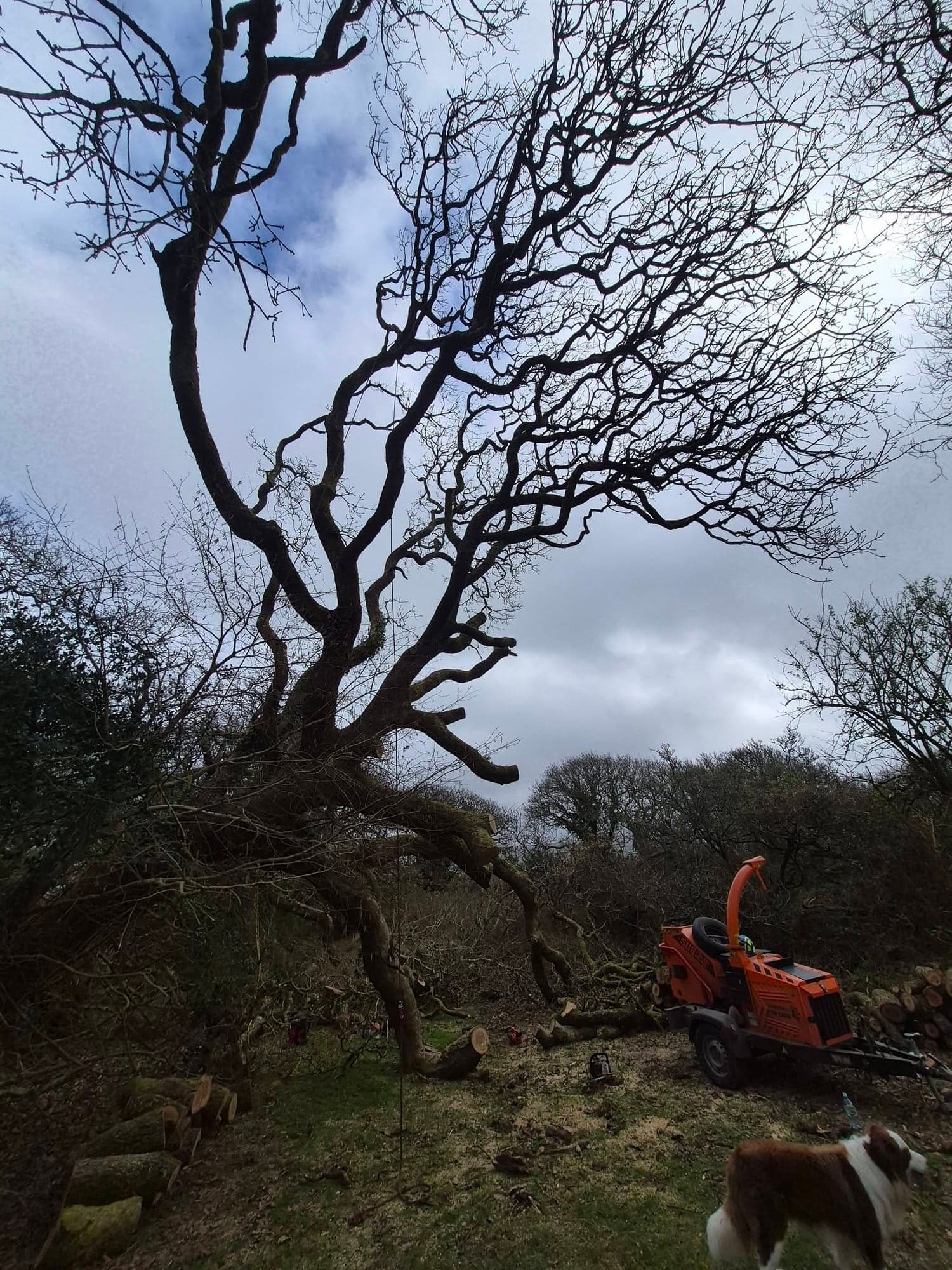 A pollarded oak still on its side in a field with an orange wood chipper parked behind it