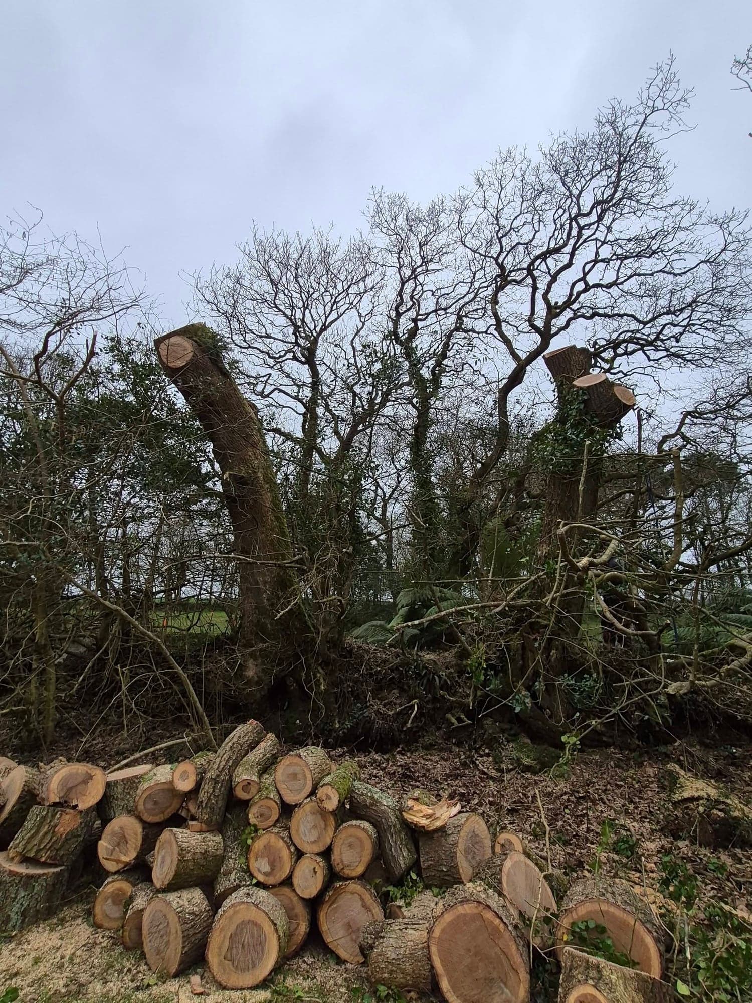 Close view of freshly cut oak logs in front of two pollarded oak stems on a hedge bank under a grey sky