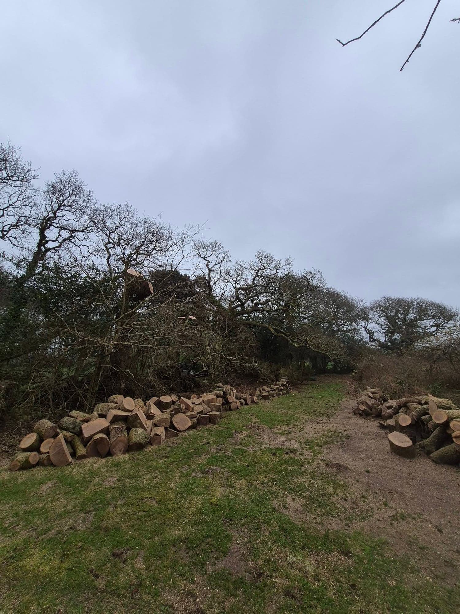 A long hedge bank with two pollarded oaks and rows of cut oak logs stacked in the field beside it