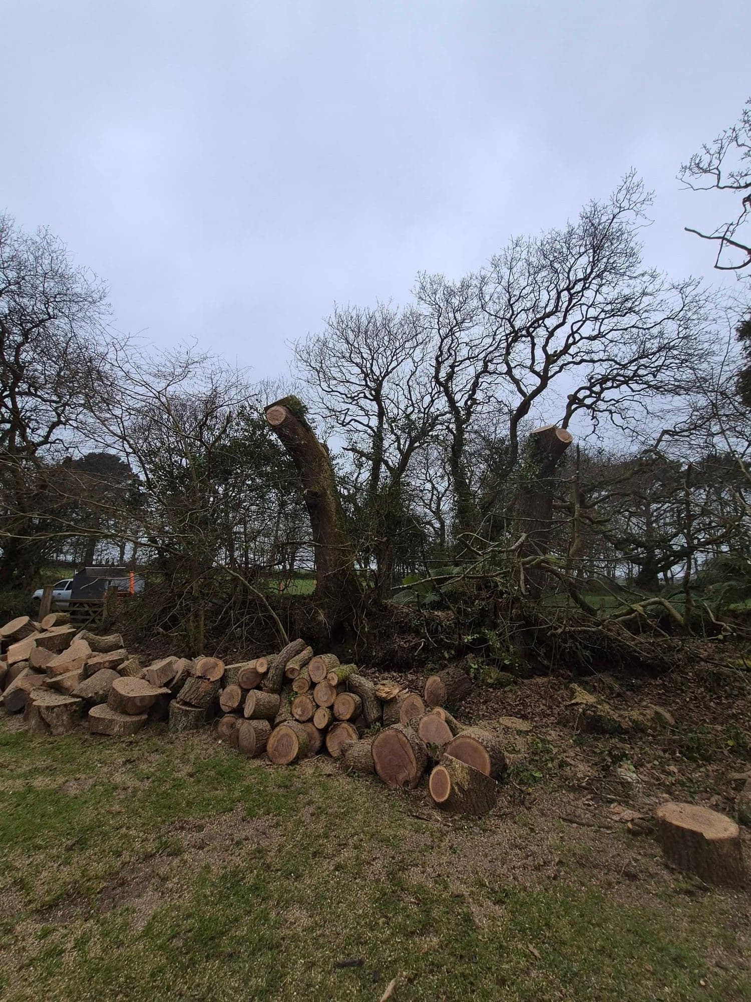 Two pollarded sessile oaks standing upright again on a hedge bank after Storm Goretti, with cut logs stacked on the grass below