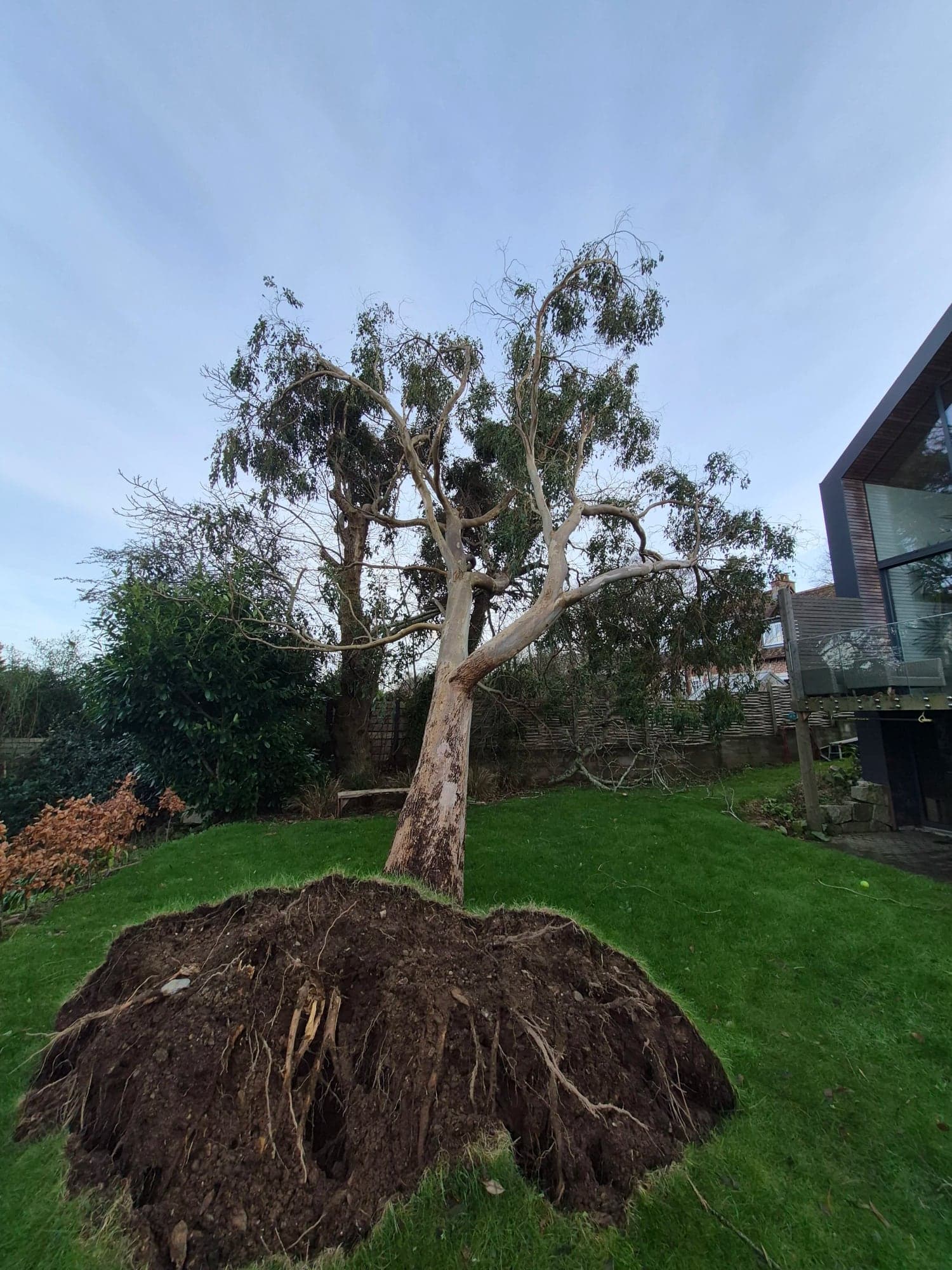 A windblown eucalyptus lying across a lawn with its root plate torn up beside the house