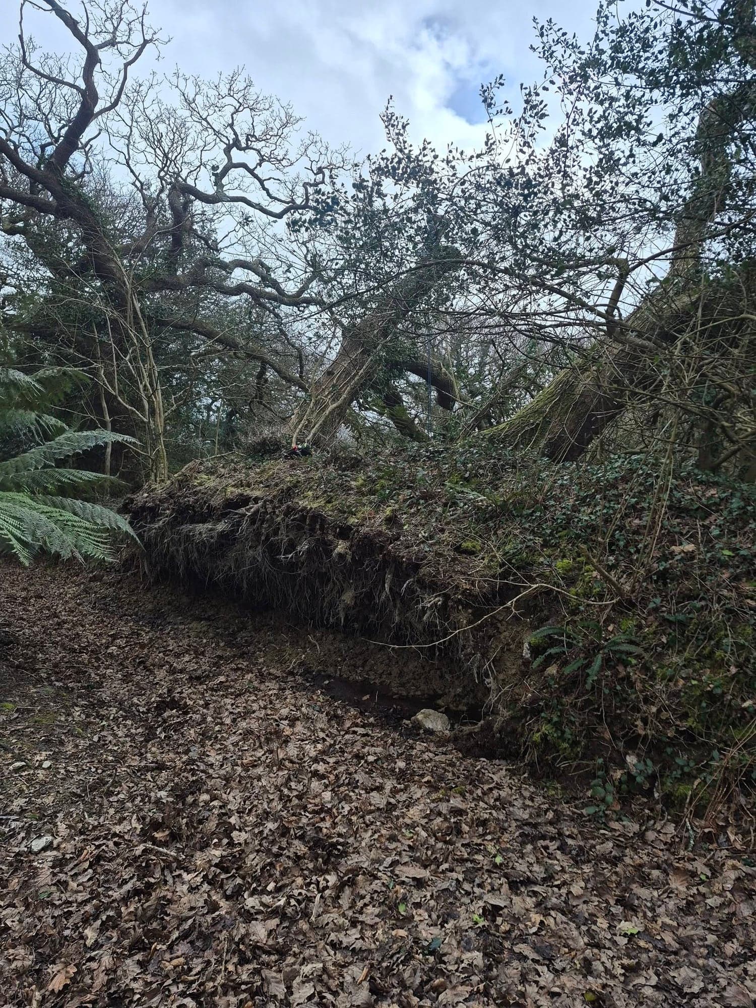 A windblown tree lying across a wood with its root plate lifted clear of the ground among fallen leaves