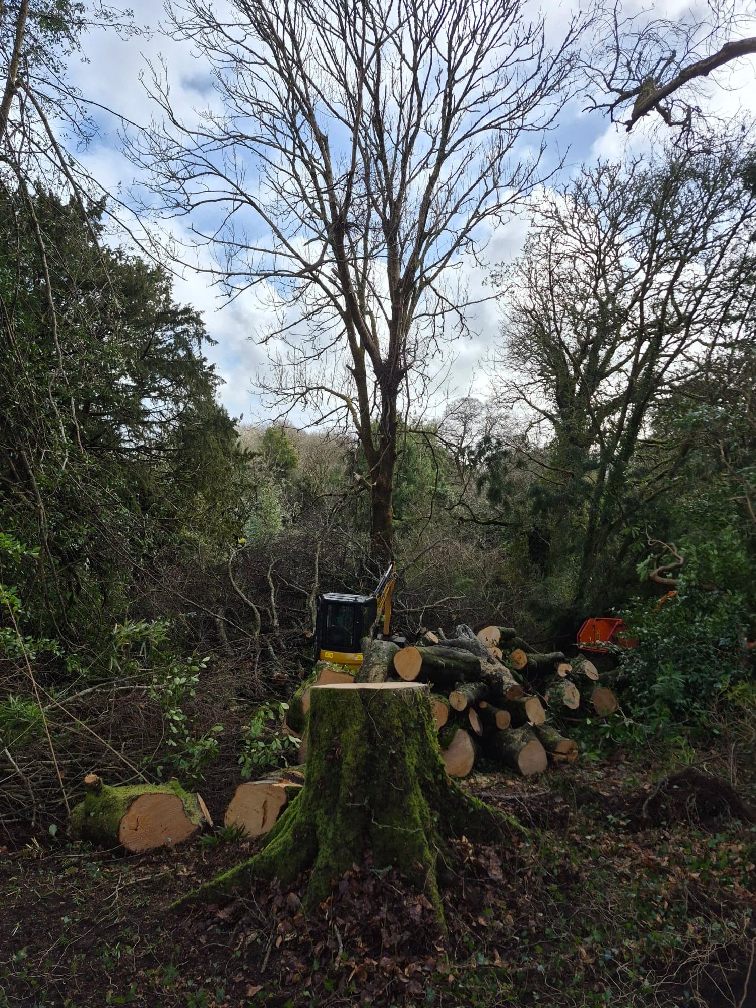 A small digger among cut timber in a thinned area of woodland in winter