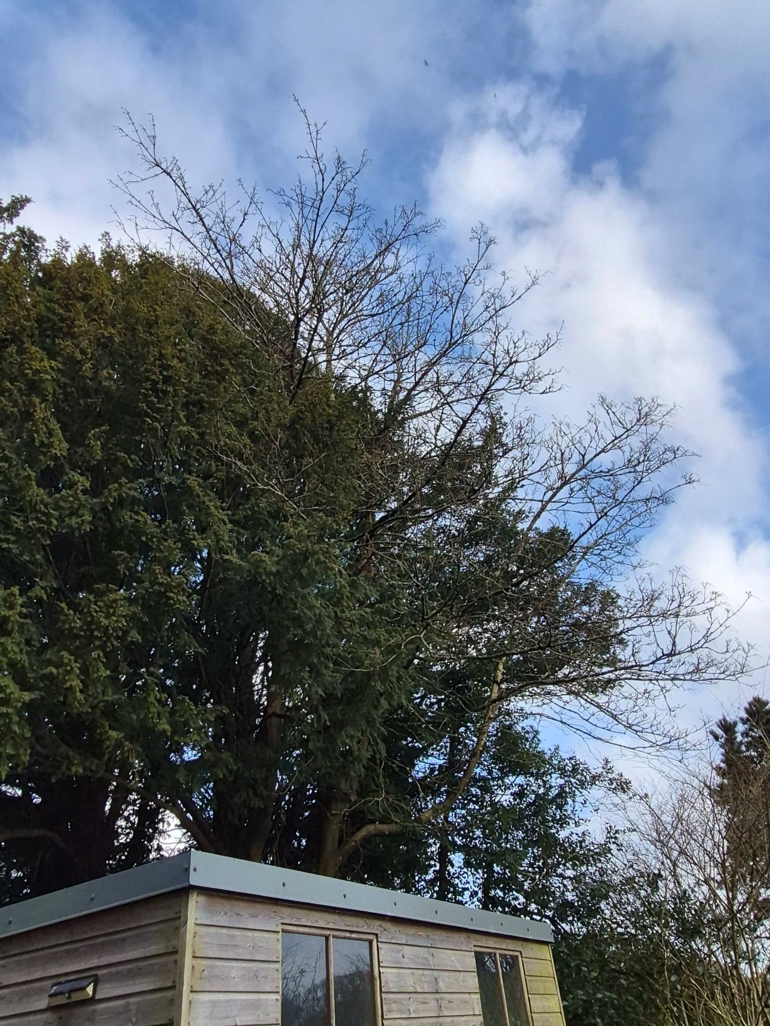 A dense dark yew growing over a timber shed and a garden fence before removal